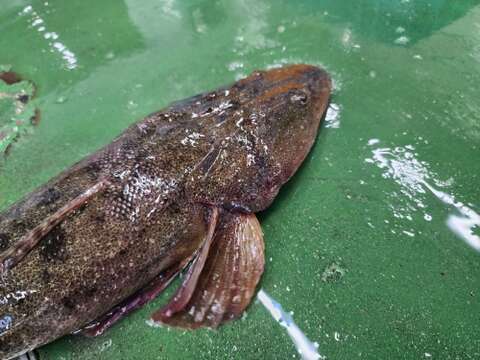 可哀想なコチ 訳あり フードロス 天然マゴチ小サイズ1本分  急速冷凍 真空パック 三枚おろし済み 刺身 鍋 から揚げ ムニエル