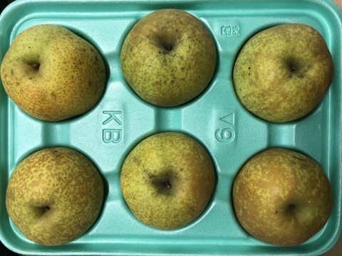 【白梨】3kg（5〜6玉）【家庭用】シャリ感とさわやかな甘さが特徴の梨です！
