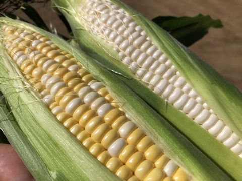 留守農場の朝穫れスーパースイートとうもろこし🌽バイカラー　感動の甘さをお届け　(Lサイズ６本)