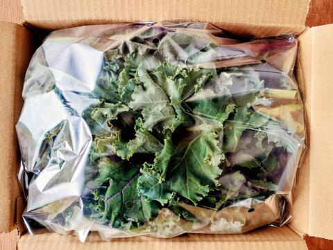 信州四賀より！カリーノケール500ｇ
