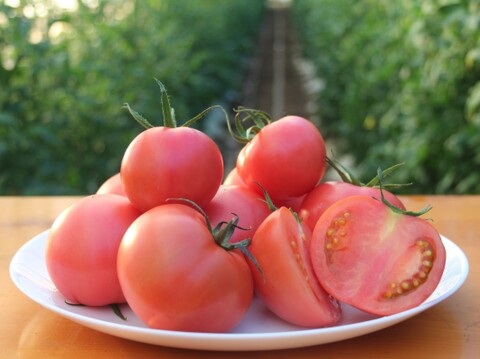食べ比べセット｜フルーツトマトと大玉トマト それぞれ1kg【トマト食べ比べ】