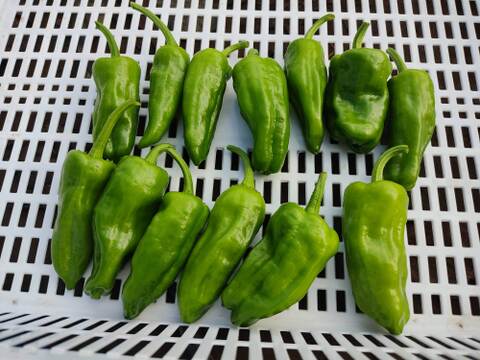 ✨カボチャ約1.5㎏と旬のお野菜セット✨