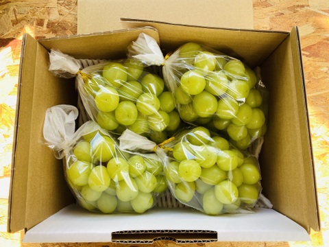 皮ごと、甘い！シャインマスカット『福島ブドウ』２kg（３〜５房）【贈答用】