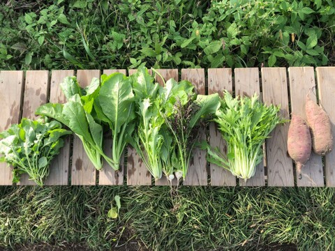 自然栽培　固定種で育てた旬の野菜セット５品目　無肥料でゆっくり育った味の濃い野菜たちです！