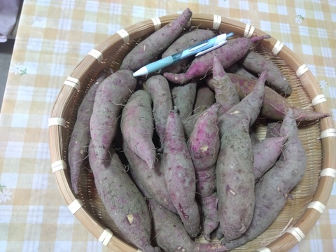 訳あり　紅はるか　さつまいも
細身・小さ目なのでオーブントースターで焼き芋が出来るサイズです。
手軽なおやつ作りに適しています。
限定５箱　
紅はるか　２Ｋｇ　１０００円