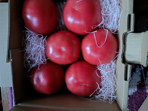 酸味と甘みのバランスが抜群！！三重県産 真っ赤な完熟大玉トマト『富丸ムーチョ』(約2.4㎏)