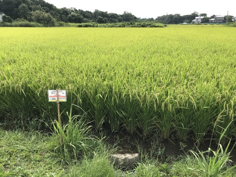 令和2年産コシヒカリ特別栽培米5㎏
美味しさ重視と手間いらずの無洗米
【値引き販売中】