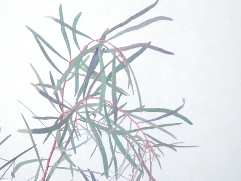 ユーカリ枝物【ニコリ】(30～40㎝/10本)インテリアをおしゃれに！アレンジにも