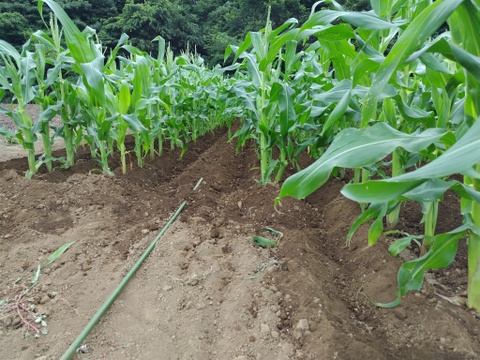 【最終出荷】【新鮮朝採り・当日クール便発送】夢のような美味しさ！とうもろこし『ドルチェドリーム』3kg・8～10本