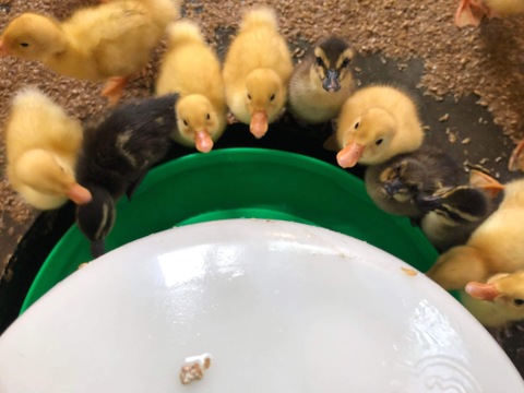 赤穂もちの切り餅　お正月にいかが？　農薬と化学肥料を使ってない栽培　天日干し