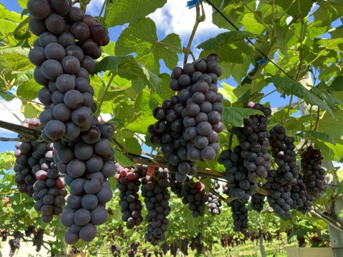 【家計応援】まとめ買いスチューベン 5kg（優品）