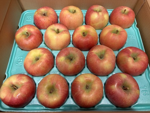 【予約販売・数量限定】長野県産りんご５㎏（こうとく（高徳））家庭用（１１月発送）甘酸適和