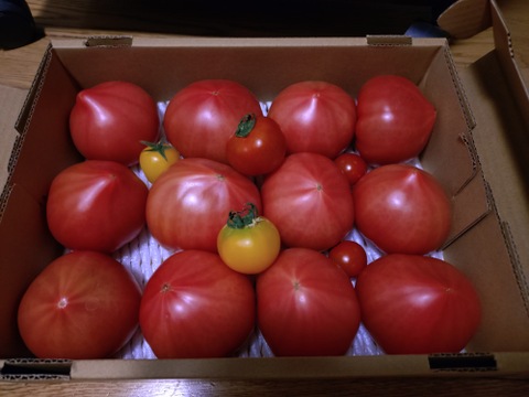 【 100％純トマト🍅】【雪ちゃんトマト】桃太郎トマト（2キロ箱満杯詰め）