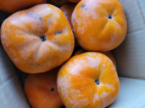 三重県産次郎柿12個約3kg極力農薬使用せず。