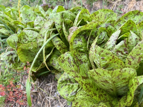個性的！朝採りロメインレタス🥬(4個)自然農🍀