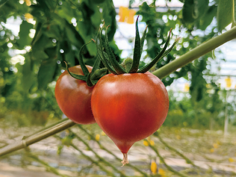 豊かな潤い！ルネッサンストマト「雫果（しずか）」600g・ギフトボックス