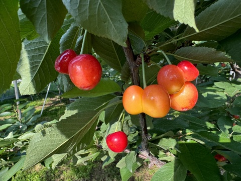 さくらんぼ品種おまかせ『訳あり品』500g