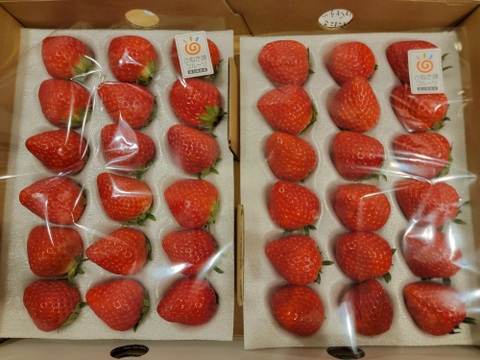 〔予約販売〕【苺音スタンダード約850g】香川県産さぬきひめ｜食べチョクいちごグランプリ2025金賞受賞❗️