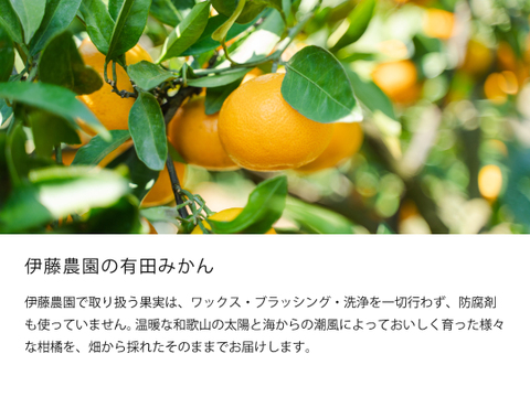 【12/4まで特別価格】有田みかん5kg (ミックスサイズ 2S～3L)  家庭用(訳あり品) やまきずくん 和歌山 311-9