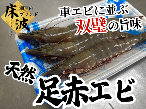 🦐知る人ぞ知る天然の濃厚甘味エビ🦐トロけるしっとり弾力が堪らない希少海老☆天然国産『足赤エビ』約500g長州床波ブランド【9月上旬予約】