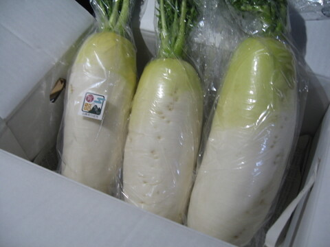 新鮮野菜‼️とれたて大根を80サイズの箱でお届け❗️4～5kg入‼️