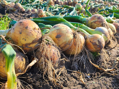 【超大玉20kg】淡路島たまねぎ 訳あり 特別栽培 兵庫県認証食品 ひょうご安心ブランド あさひサンファーム 大きいサイズ LL 2L 3L 淡路島産たまねぎ 南あわじ市 飲食店様 玉ねぎ レシピ付き