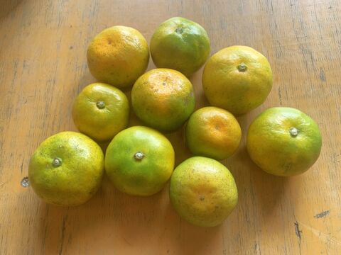 【訳あり品】宮崎県産・極早生「にちなんみかん」(5kg)