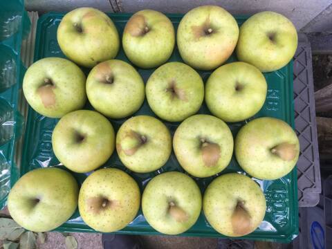 【先行予約】　家庭用　王林３ｋｇ　青森県産りんご