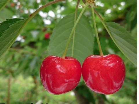 大玉☆山形県のさくらんぼ【紅秀峰】 700g ※クール便 6月下旬〜発送
