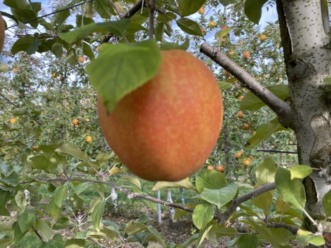 赤果肉りんご　ムーンルージュ