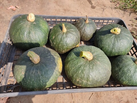🎃たっぷり大容量！ほくほく甘く濃厚！太陽の恵みで育った「えびすカボチャ」約7～8kg（5〜7玉）｜煮物・天ぷら・スープにも｜農薬・化成肥料不使用🎃