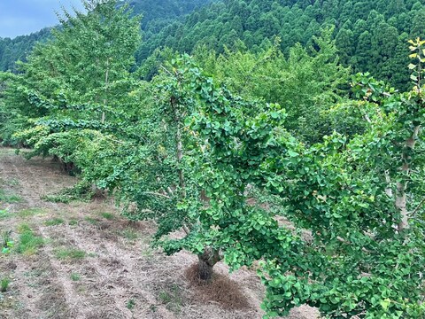 おつまみ上級 Lサイズ　もっちり大粒銀杏”久寿✨”　700g