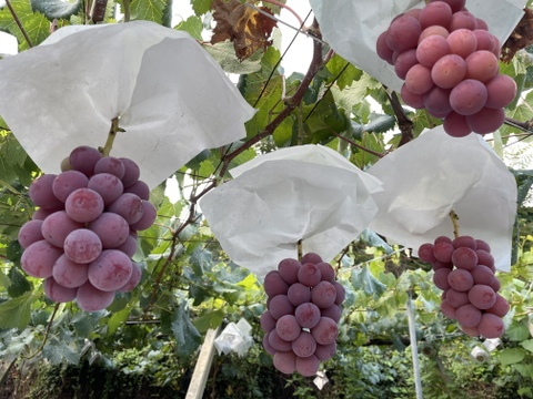 【リピーター続出】赤色ぶどう“クイーンニーナ”（1㎏・約2房）