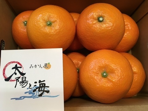 愛媛の伊予柑☆混合サイズ☆ご家庭用☆⒉5kg