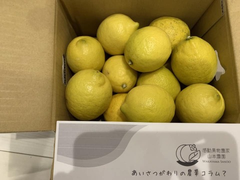 1月予約ぎゅっと濃厚キレ酸味！和歌山産リスボンレモン 2800g