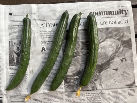 完全数量限定 農家の気まぐれ朝採れ野菜mini (60サイズ) ホントに今朝採ってます 採れ高次第の気まぐれ野菜セット!!