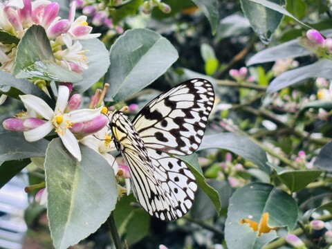 【当園お気に入り件数No1】西表島産 マイヤーレモン(5kg)