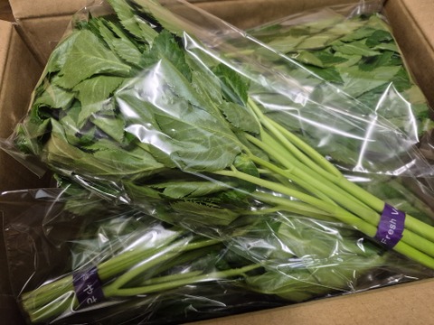 三宅島特産のあしたば【スペシャルコース10パック】