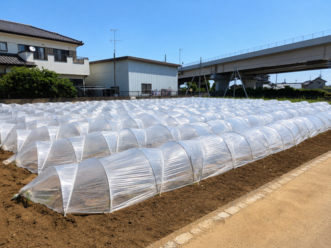 【朝採れ発送】赤紫がきれいなサニーレタス 3株 約900g｜茨城県境町産｜農薬・除草剤：栽培期間中不使用