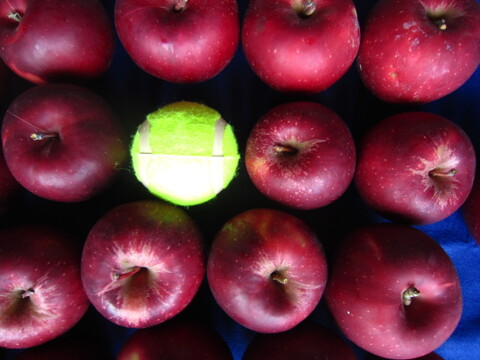 樹上完熟紅玉 小玉～ 総重量 約4kg前後 青森県 南部地方産 自家りんご農園生産直送品！