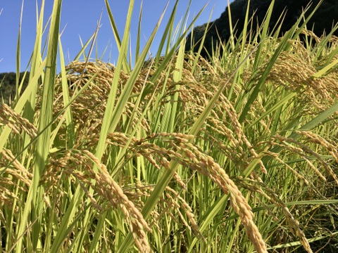 令和5年度産/コシヒカリ・農薬・除草剤・化学肥料不使用　玄米10キロ（精米対応可）