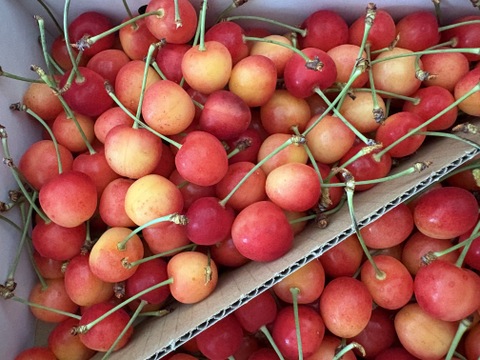 〈予約販売〉もぎたて当日発送　佐藤錦　一キロバラ　家庭用　6月上旬～順次発送　さくらんぼ