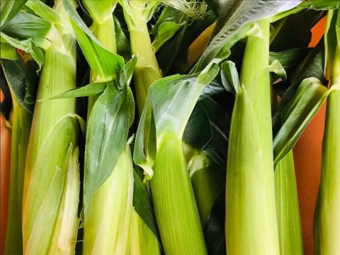 【今だけ】ホワイトショコラのヤングコーン（数量限定）３kg