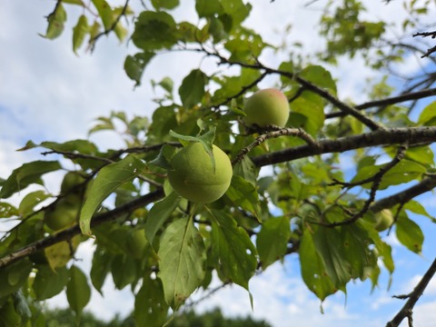 ★完全自然栽培　梅干し用　梅　2.5キロ　チルド専用箱