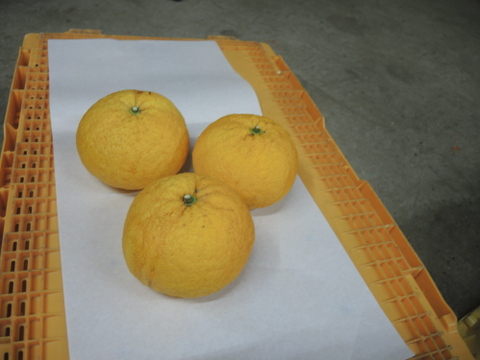 夏みかん　3㎏