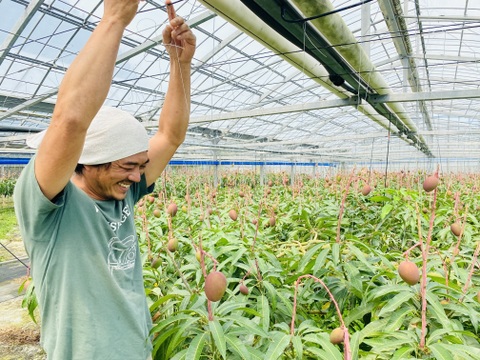【高糖度厳選】とろける至福のプレミアム完熟マンゴー1kg(2〜3個)「沖縄西表島産」