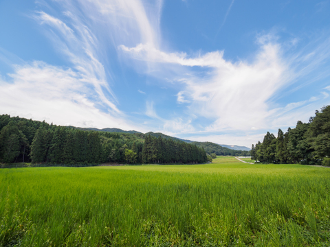 【有機JAS】令和7年新米 山の水で育てた棚田のお米【いのちの壱】農薬・化学肥料不使用 2.5kg