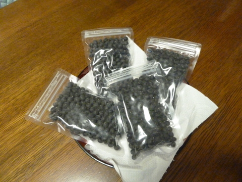 【新・黒大豆】　無選別特価　約100g