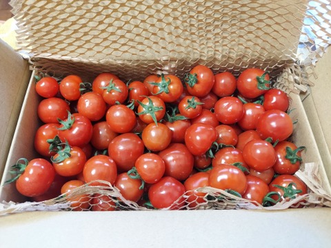 ミニトマトプチぷよ　1キロ　エコな紙包装でお届け