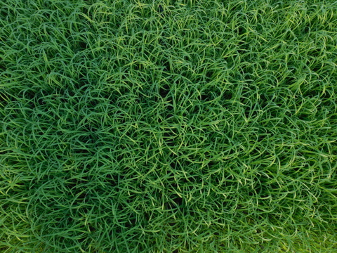 大人気！令和７年産　自然栽培　古代米ブレンド（大容量４５０ｇ入り×３袋)